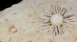 Wide Salenia Urchin Fossil - Late Cretaceous #39143-4
